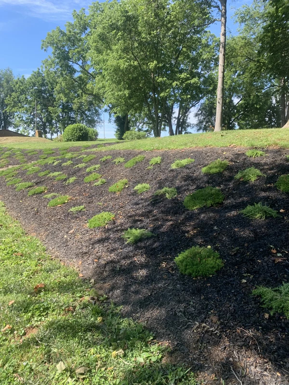 Wide view of the newly planted hillside phlox bed beside a Paris, Kentucky farmhouse