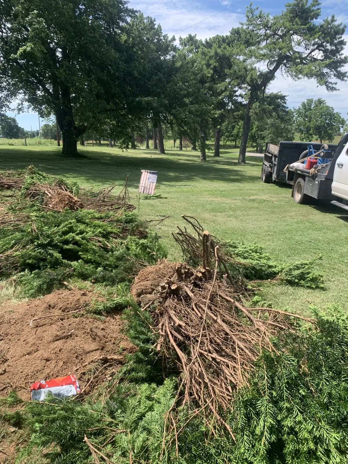 Overgrown taxus removed from a farmhouse foundation bed