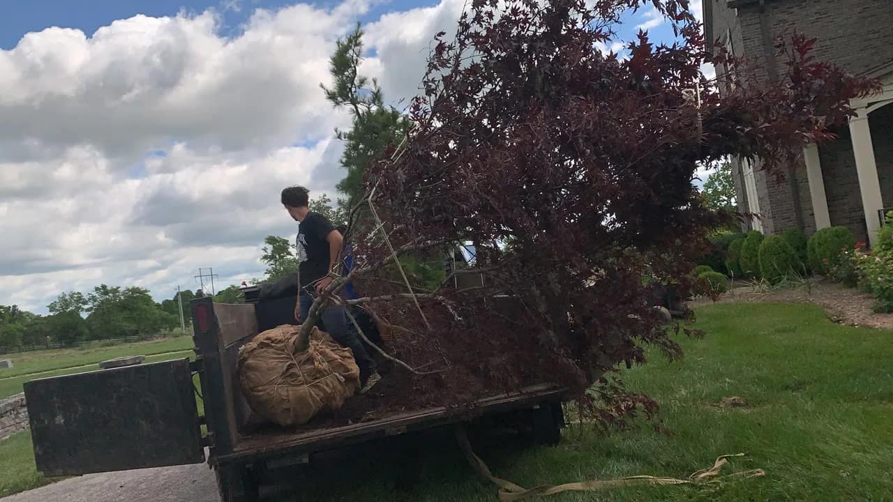 Large American Red Maple being delivered for planting on a horse farm property near Georgetown, Kentucky