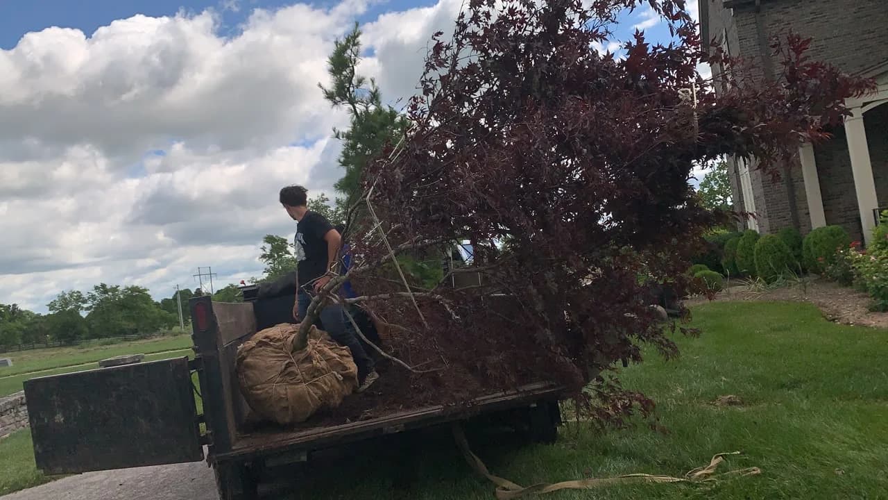 Large American Red Maple being delivered for planting on a horse farm property near Georgetown, Kentucky