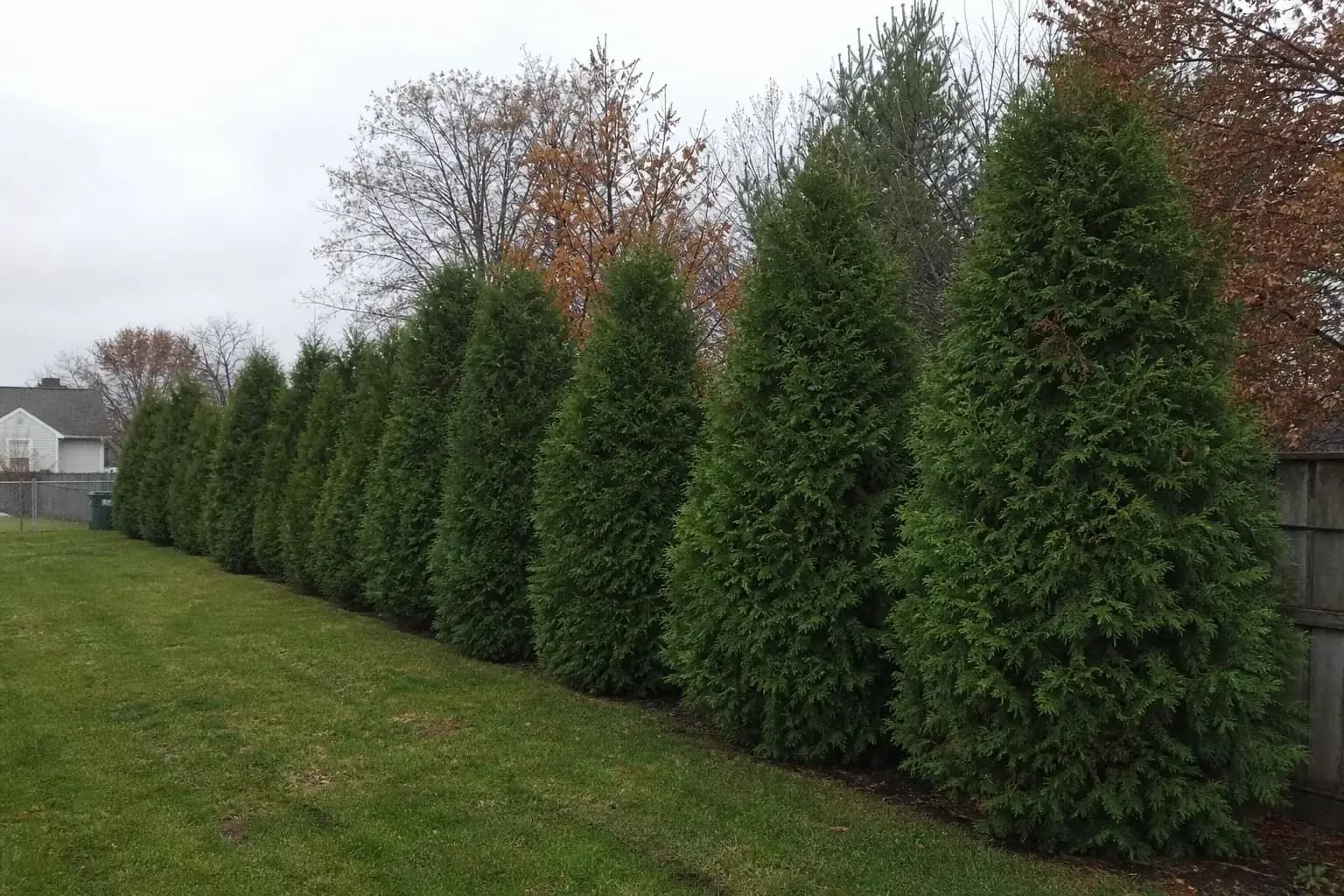 Evergreen privacy trees planted in a row