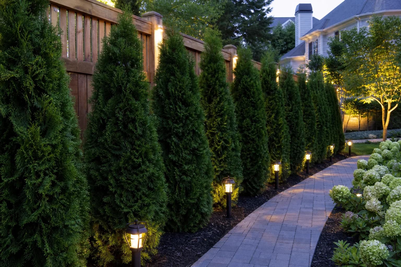 Evergreen privacy row planted along a residential fence line