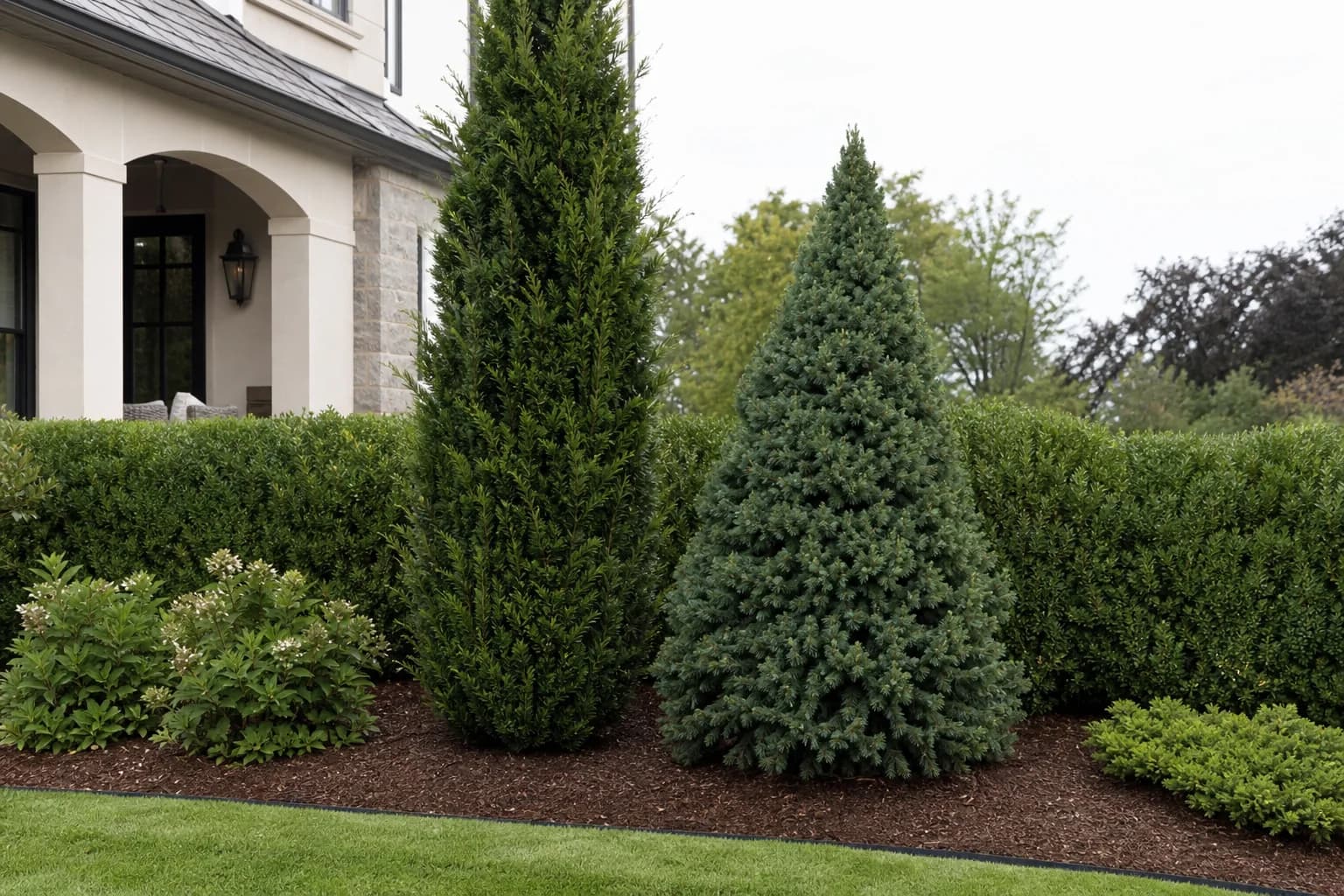Two evergreen privacy tree varieties shown for planting comparison