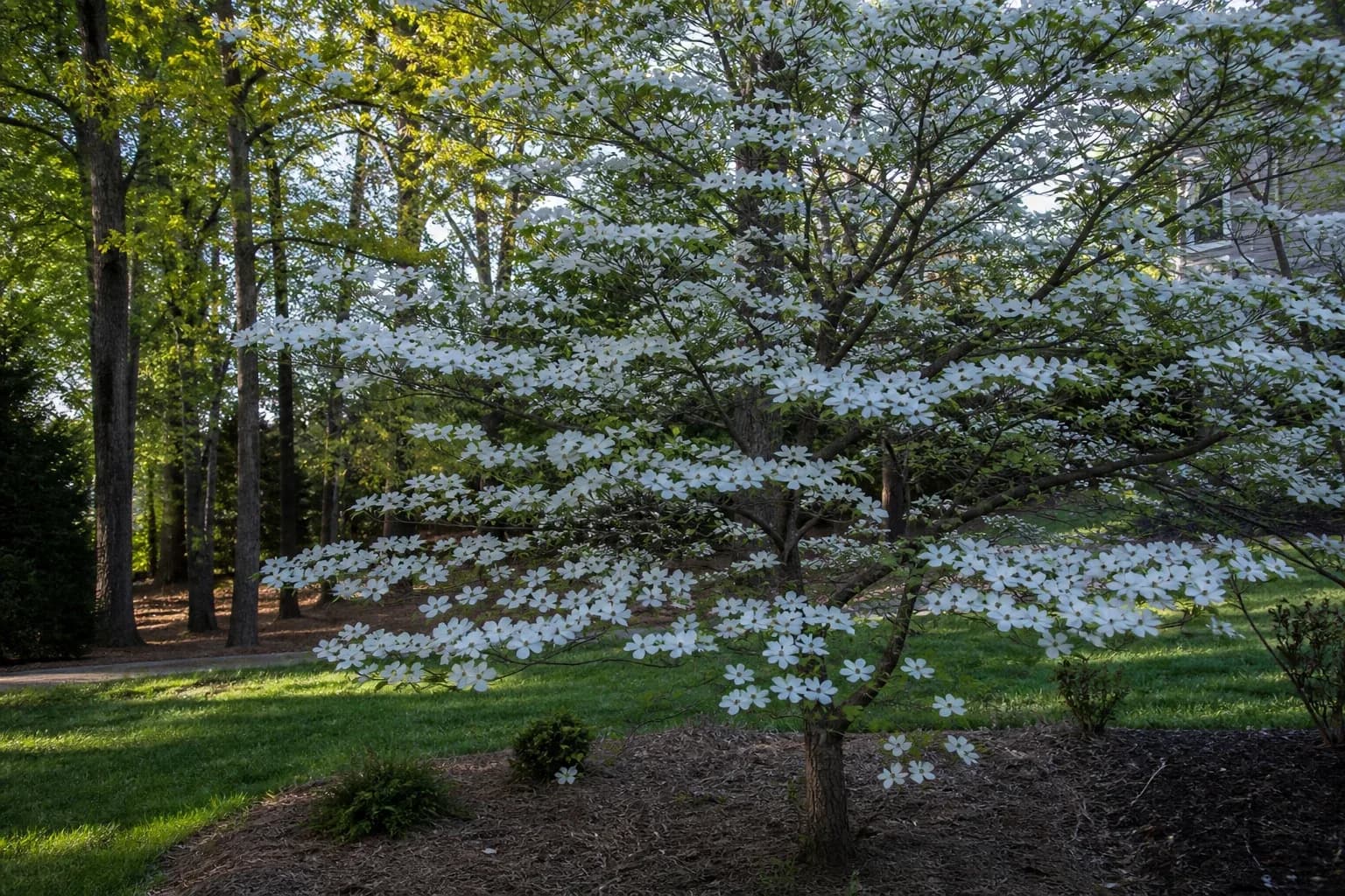 White flowering dogwood growing in a residential landscape