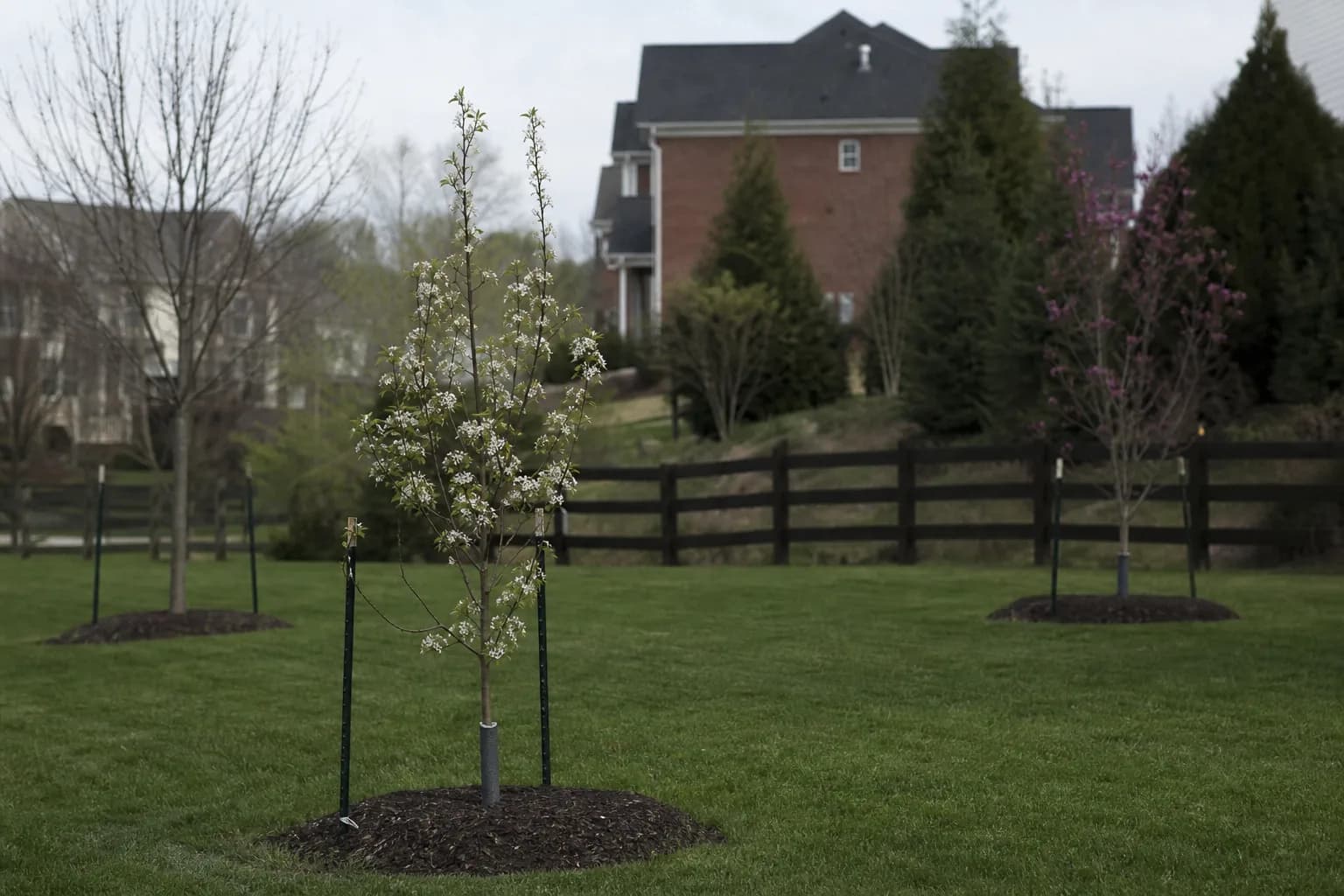 Young flowering and ornamental trees planted across a residential lawn