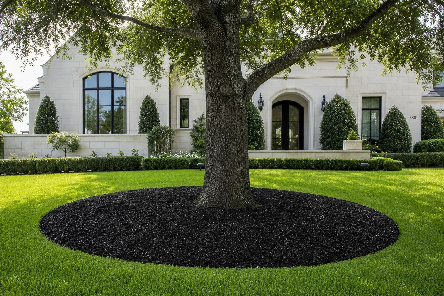 Finished large tree planting with mulch around the root zone