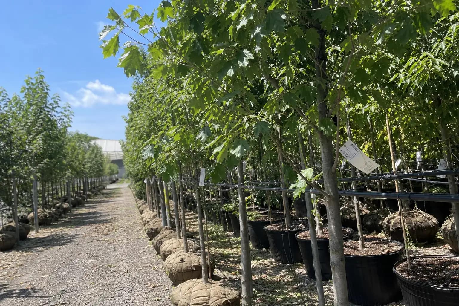 Rows of nursery trees and shrubs available for planting project sourcing
