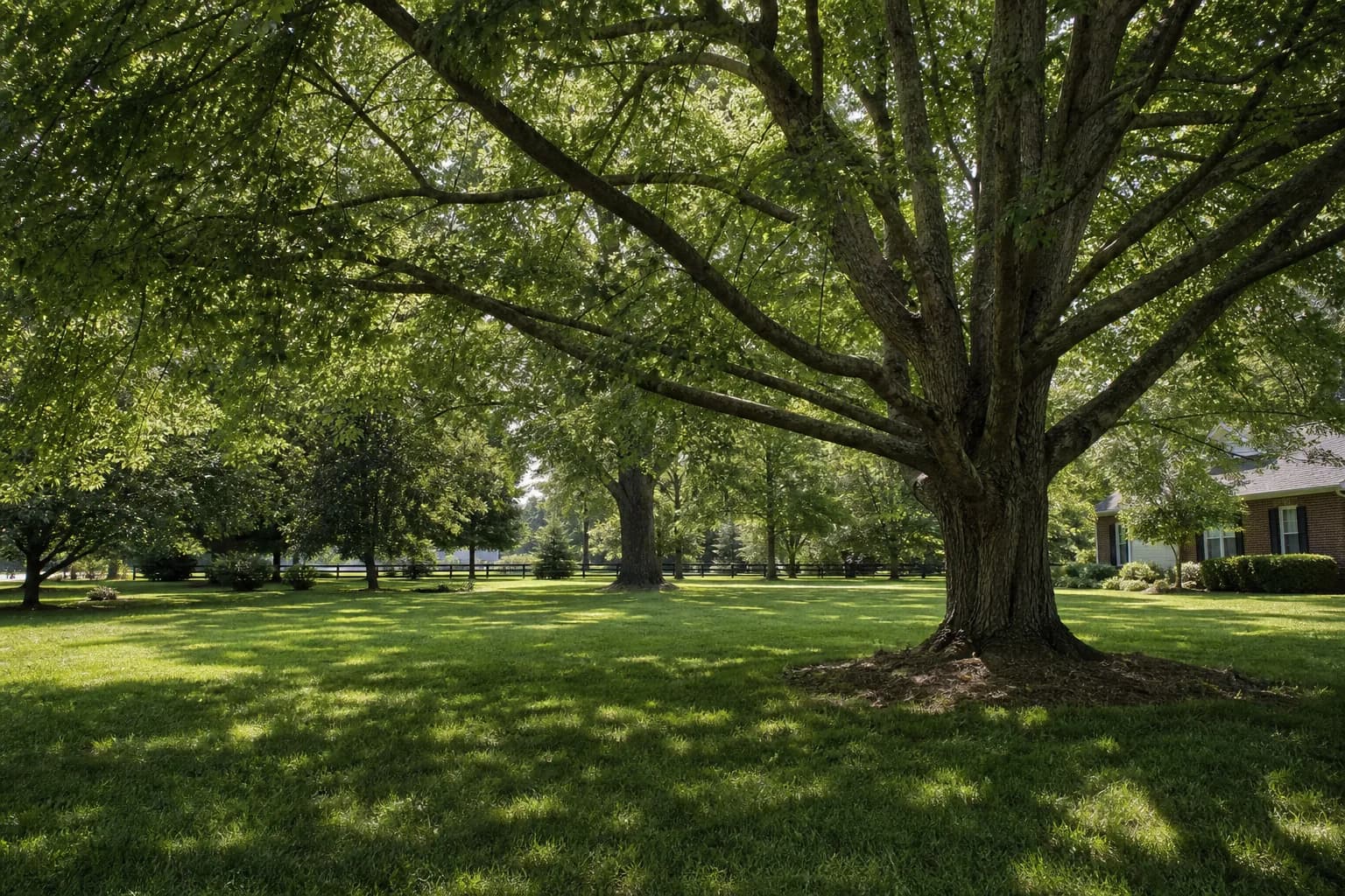 Mature deciduous trees casting shade across a residential lawn
