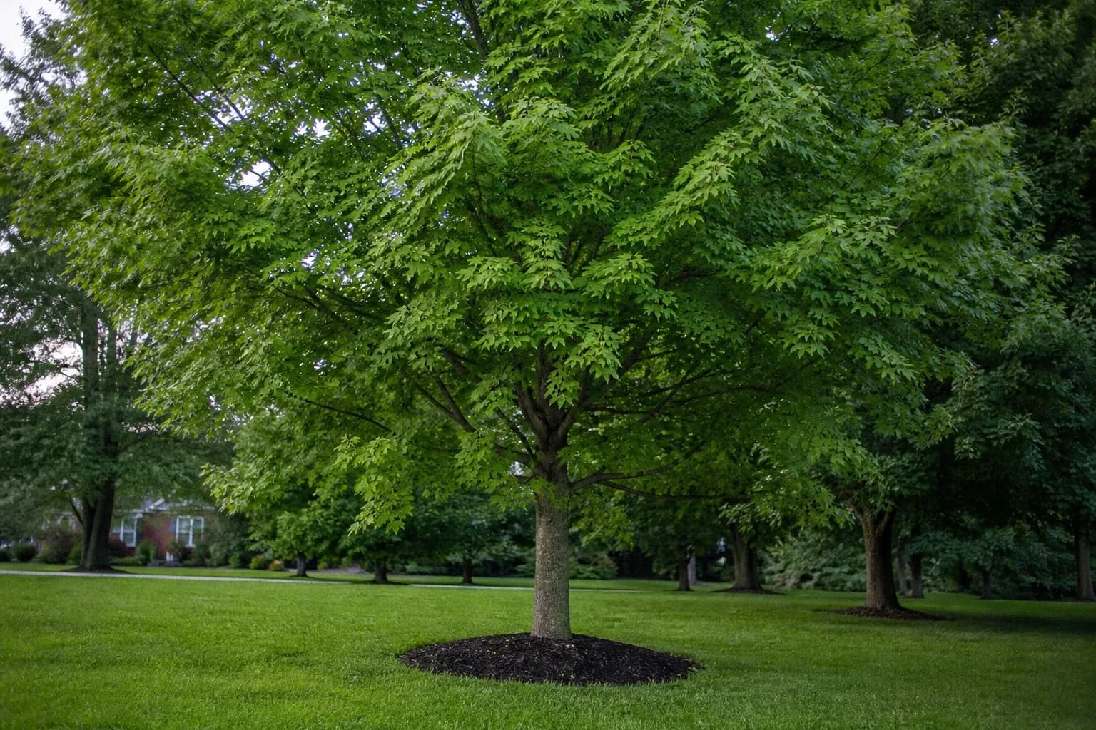 Established maple tree growing in a residential lawn