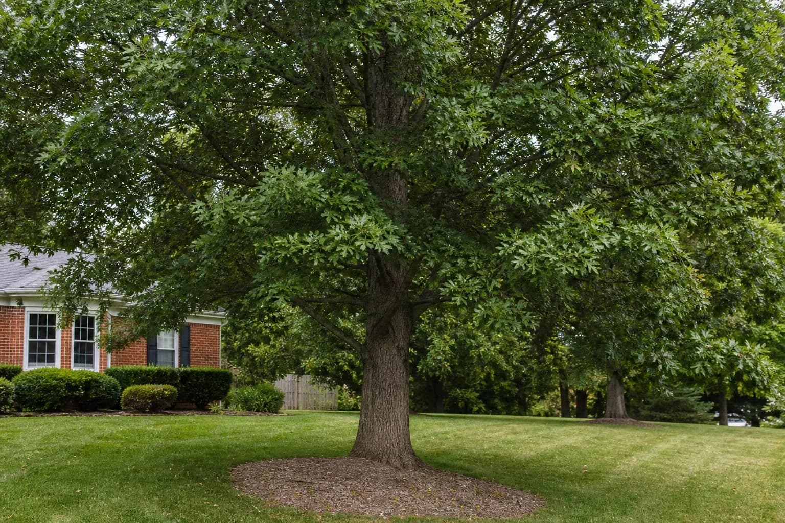 Mature oak tree growing beside a home