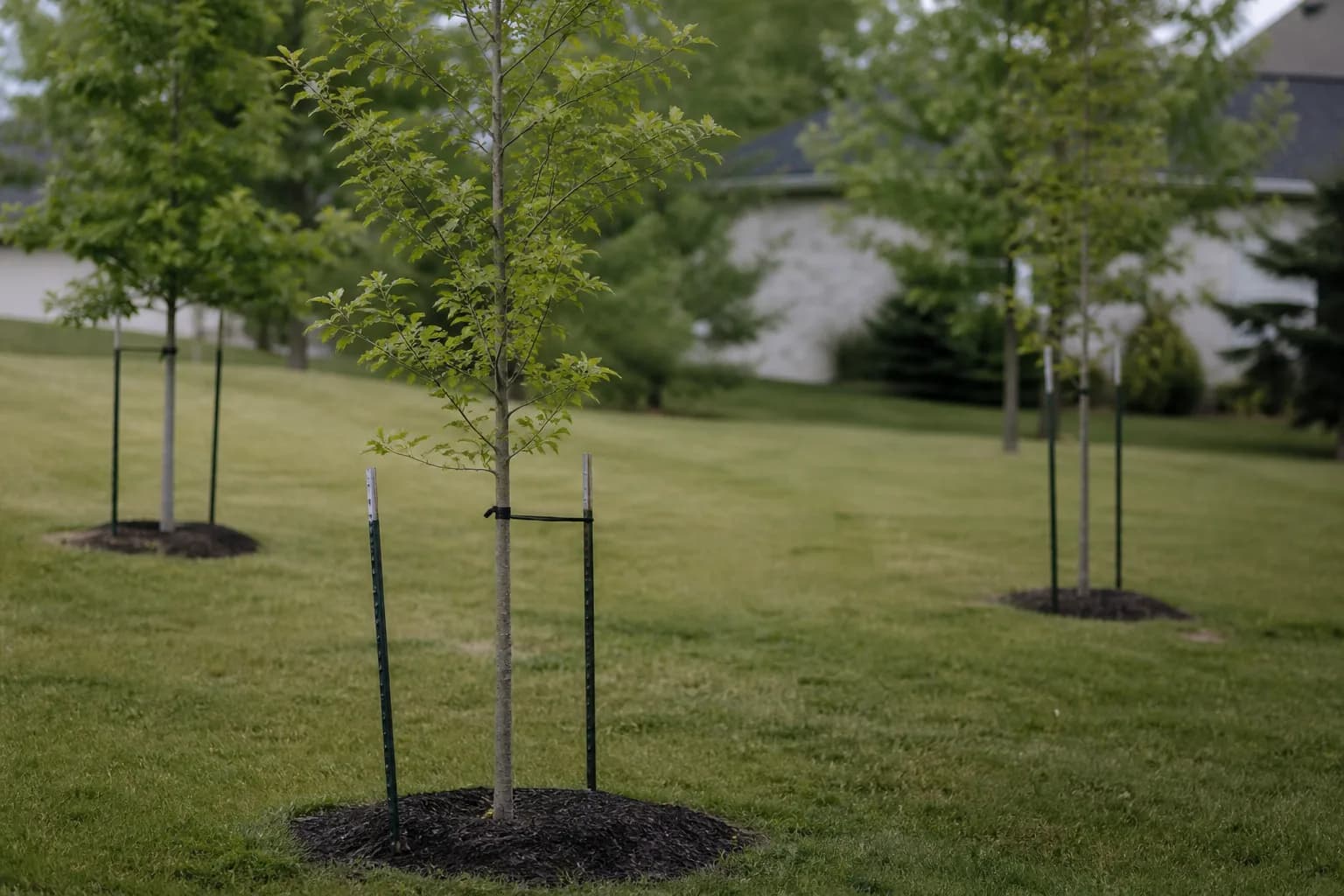 Young deciduous trees planted across a residential lawn