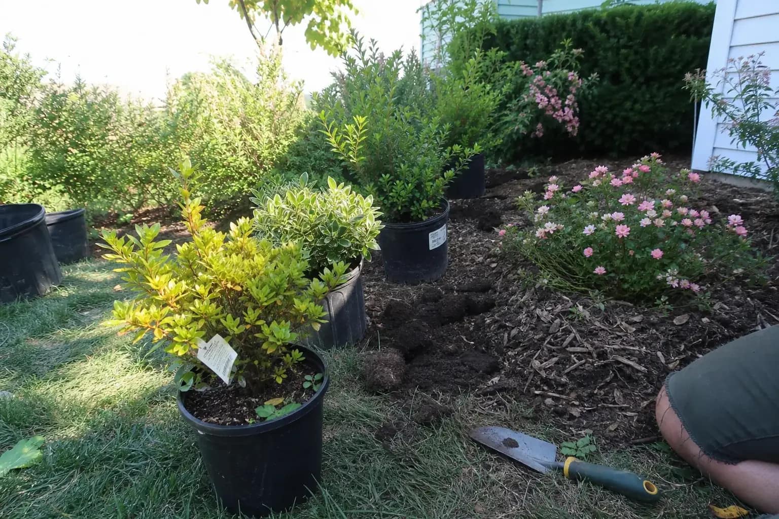 Shrub and landscape planting bed with fresh plant material and mulch