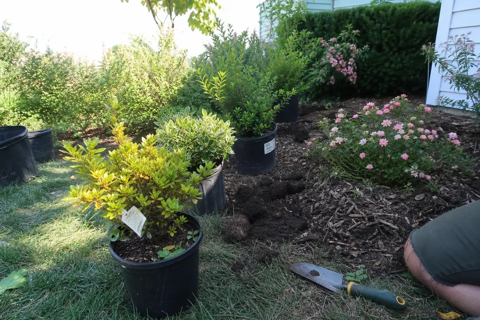 Fresh shrub and landscape planting with mulch